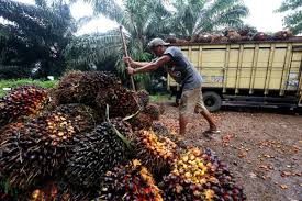 Jokowi Larang Ekspor CPO dan Minyak Goreng, Ini Alasannya