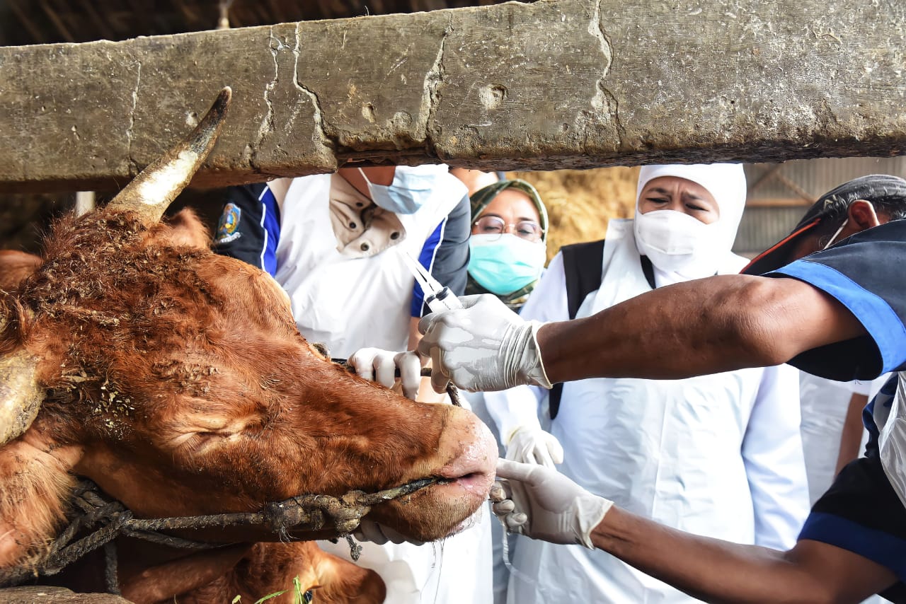 Gubernur Jatim Kawal Langsung Pengobatan Hewan Ternak Yang Terinfeksi PMK di Gresik