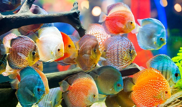 Peluang Budidaya Ikan Hias Indonesia Kuasai Pasar Dunia