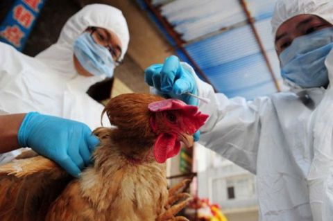 Surabaya Antisipasi Flu Burung, Sampel Unggas Diambil dari Pasar