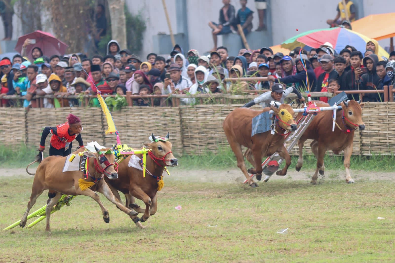 Grand Final Karapan Sapi Tradisional di Madura, Sekdaprov Jatim: Ini Budaya Eksotik