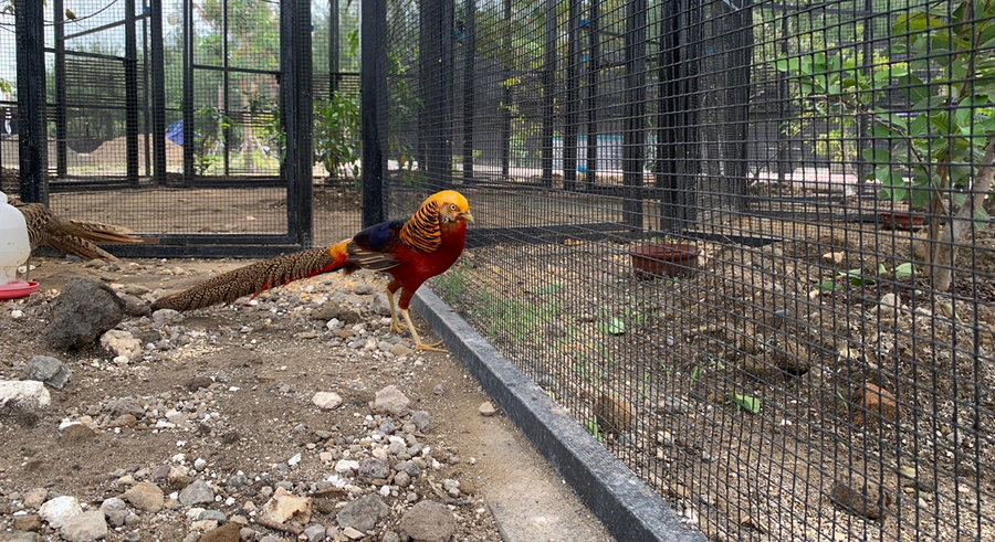 Mini Zoo Romokalisari Adventure Land Dilengkapi Satwa Burung