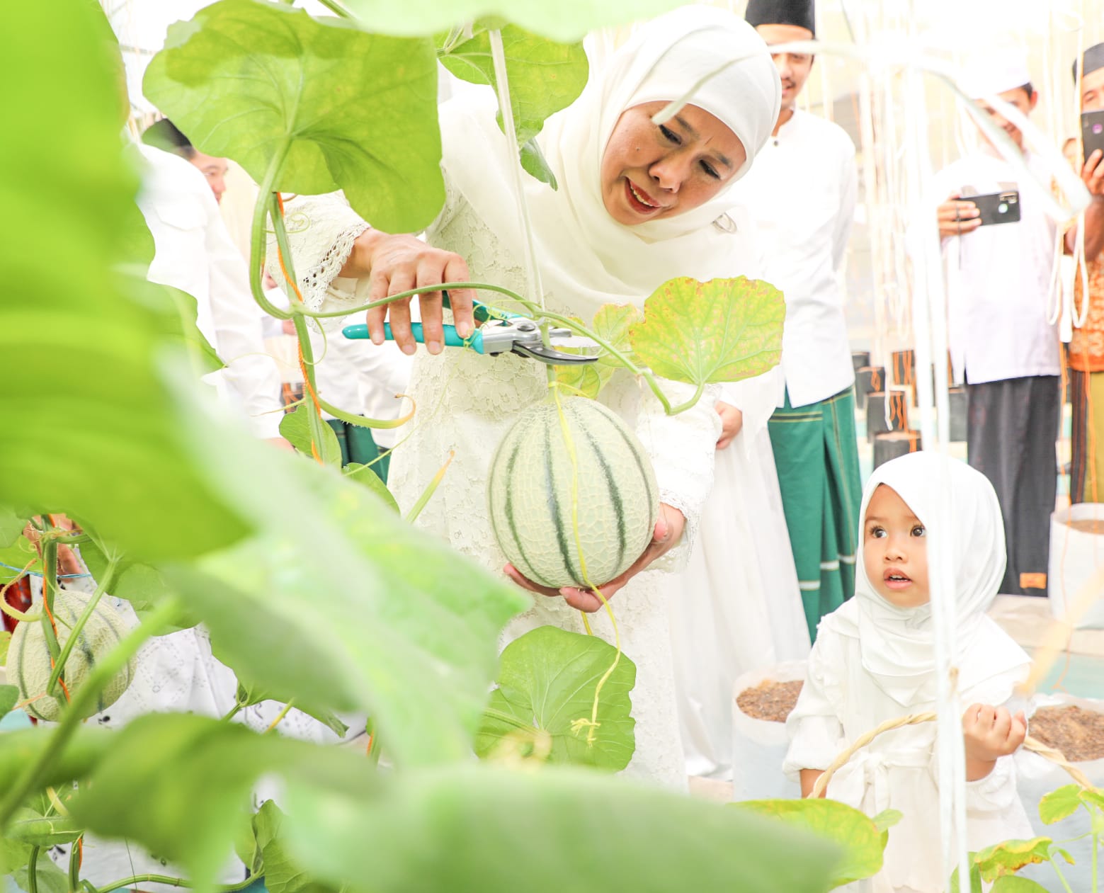 Khofifah Ajak Cucu Tanam Dan Panen Golden Melon di Green House Masjid Al Akbar