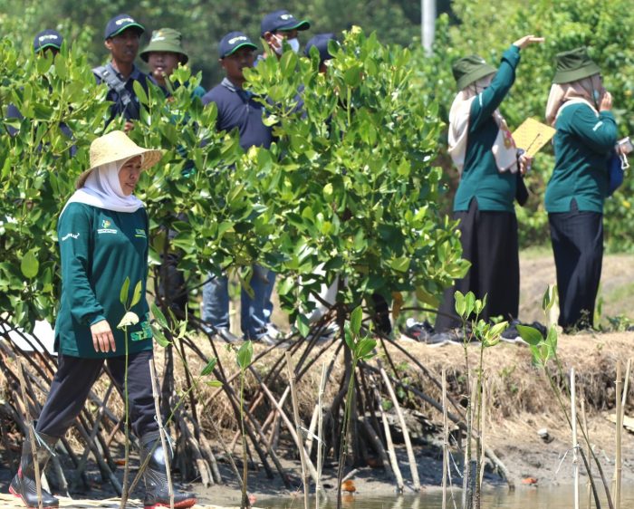 Hutan Mangrove di Jatim Capai 27.221 Hektare, Terluas Se-Jawa dan Bali