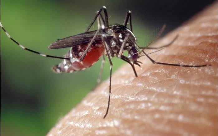 UGM: Aedes Aegypti Mengandung Wolbachia dan Bukan Hasil Rekayasa Genetika