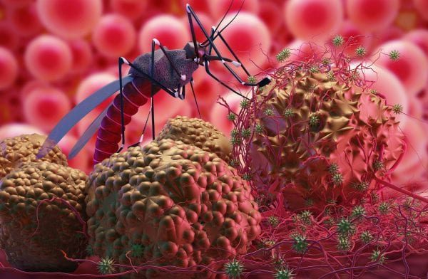 Selayang Pandang Malaria, Penyakit Kuno yang Terlupakan