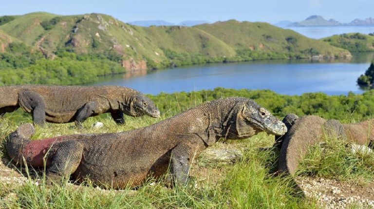 Cuaca Tak Bersahabat, Penutupan Taman Nasional Komodo Diperpanjang