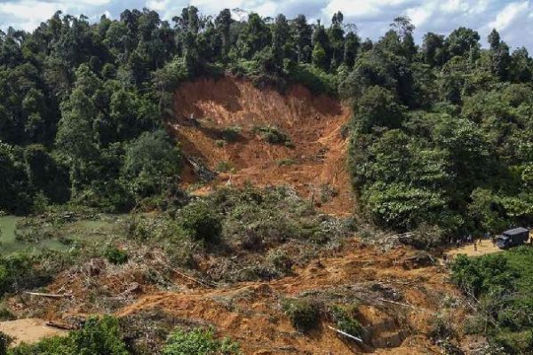 Ketika Hutan Terkubur Lumpur: Jeritan Sunyi Gajah Sumatera di Bener Meriah